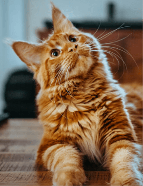Jautrios pėdutės ir alergijos: kodėl veterinarai rekomenduoja Tofu?